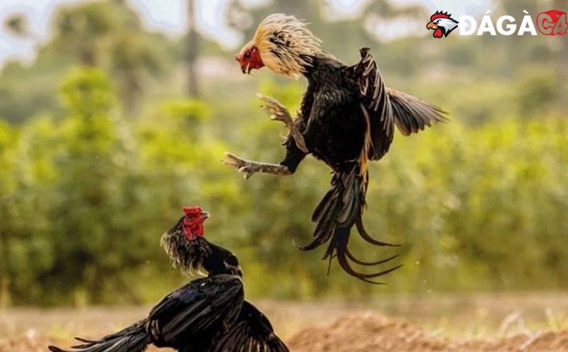Người chơi theo dõi thông tin về bộ môn đá gà trên trang web https://betcockfightrich.com